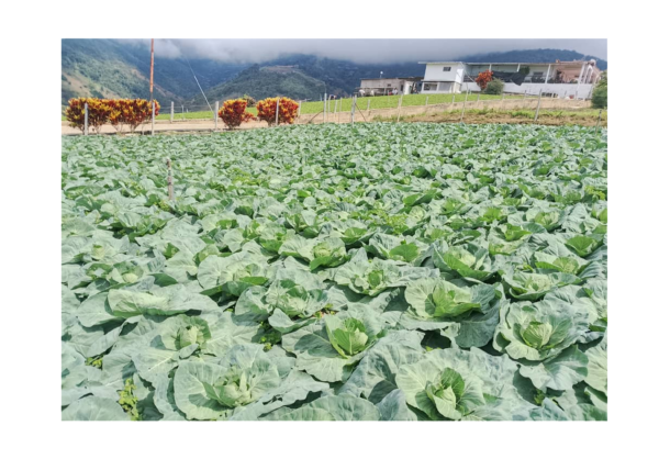 REPOLLO GIGANTE VERDE F1 - Imagen 3